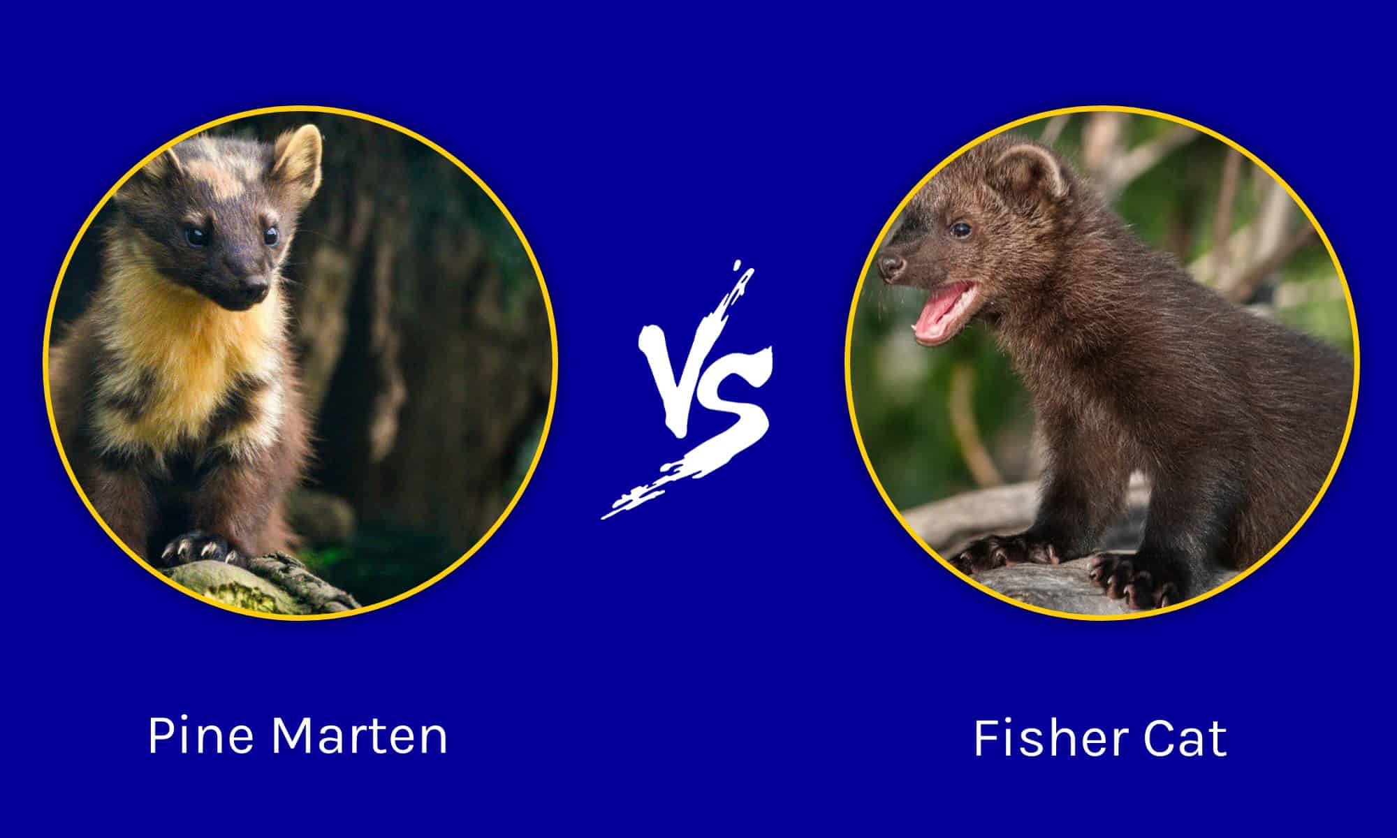 Pine Marten vs Fisher Cat: What's the Difference? - AZ Animals