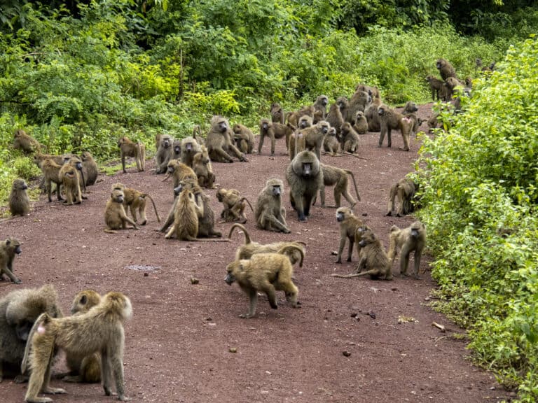 Watch A Bold Baboon Stick His Hands In A Bees' Nest And Steal Their ...