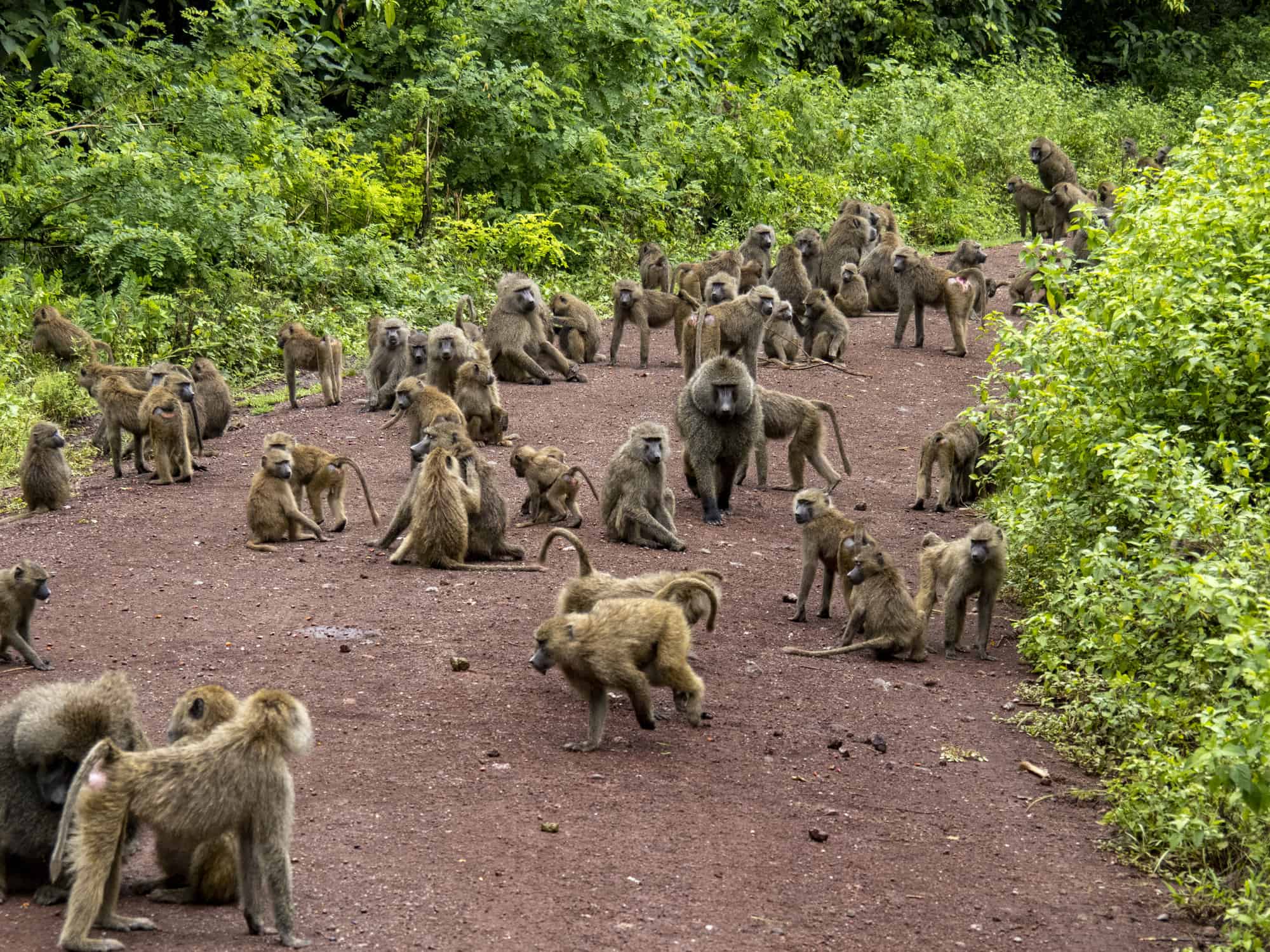 group of baboons