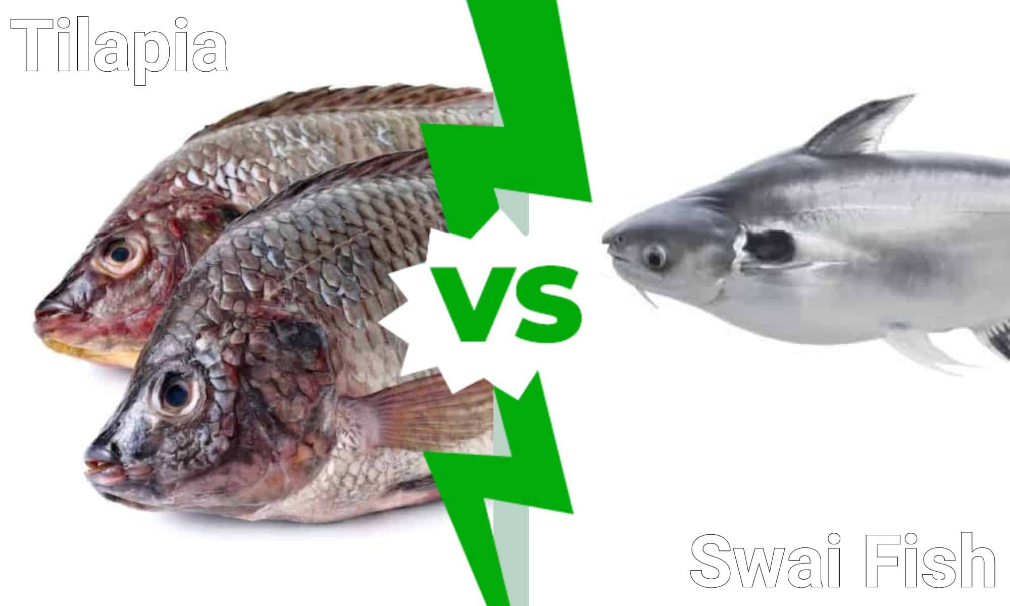 Tilapia vs Swai Fish