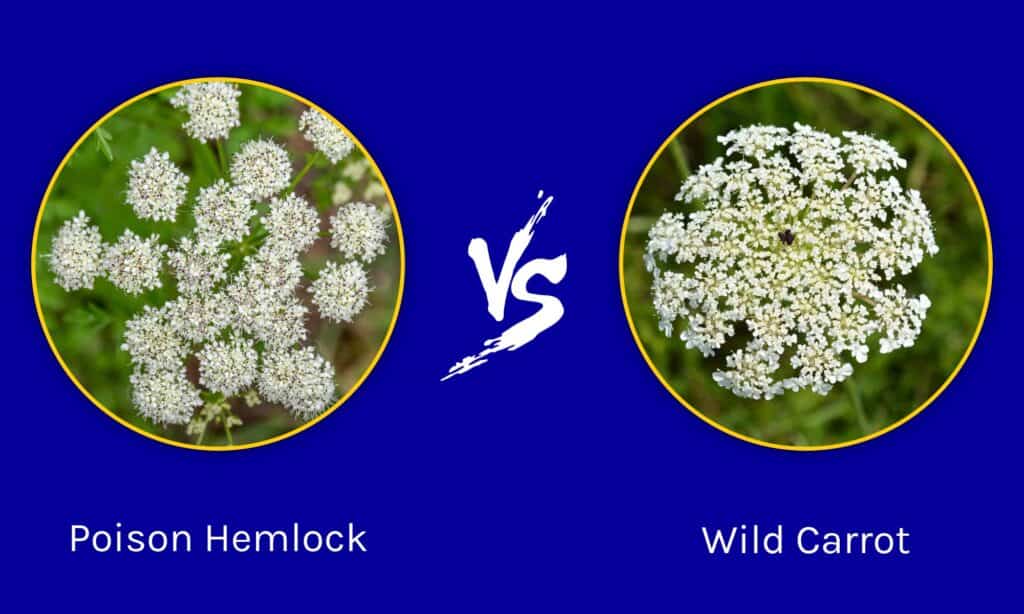 Poison Hemlock vs Carotte sauvage