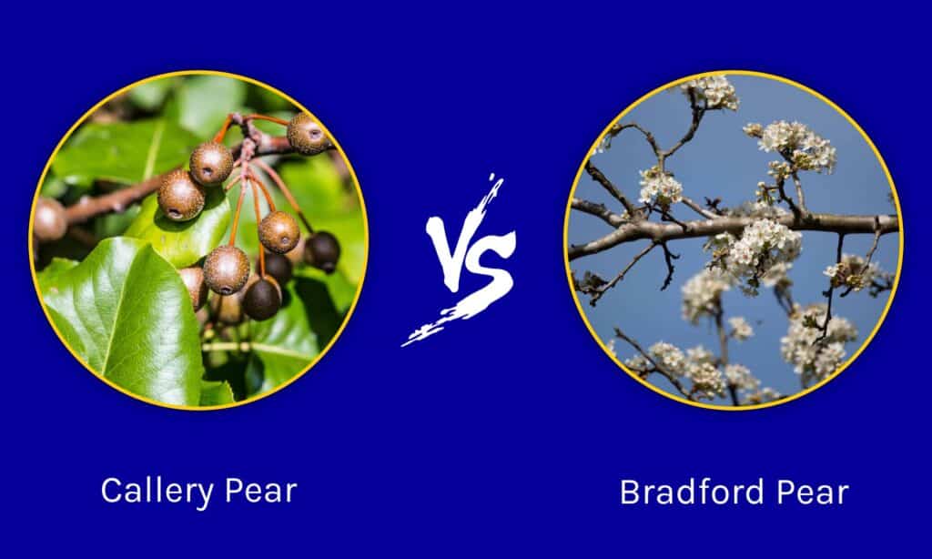 Callery Pear contre Bradford Pear