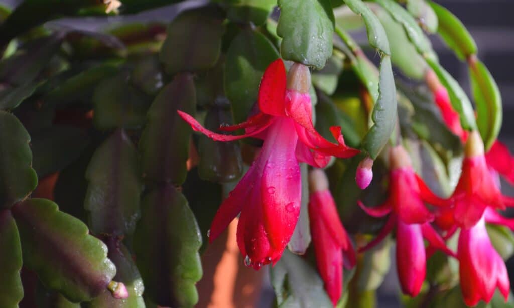 closeup christmas cactus