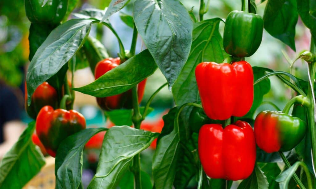 bell pepper plant used for paprika