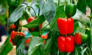 How to Grow Bell Peppers: Your Complete Guide Picture