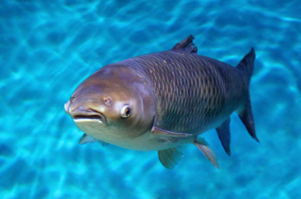 An up close image of a bighead carp
