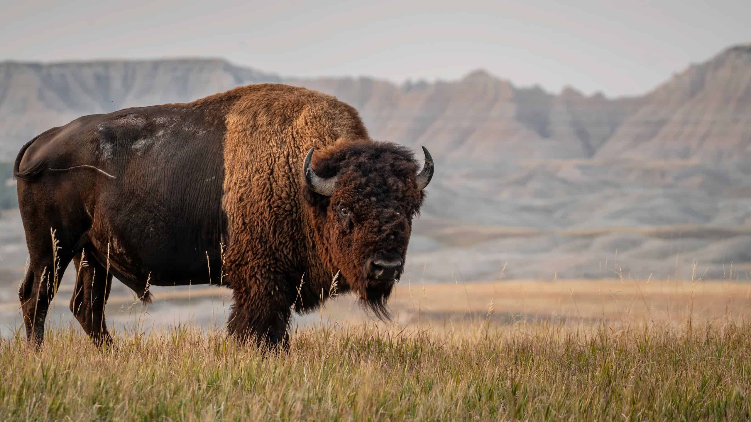 Plains Bison Fighting