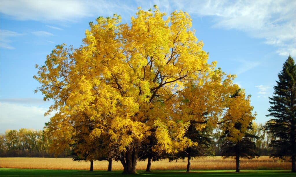 fall black walnut tree landscape