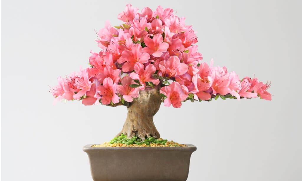 Flowering Bonsai Trees