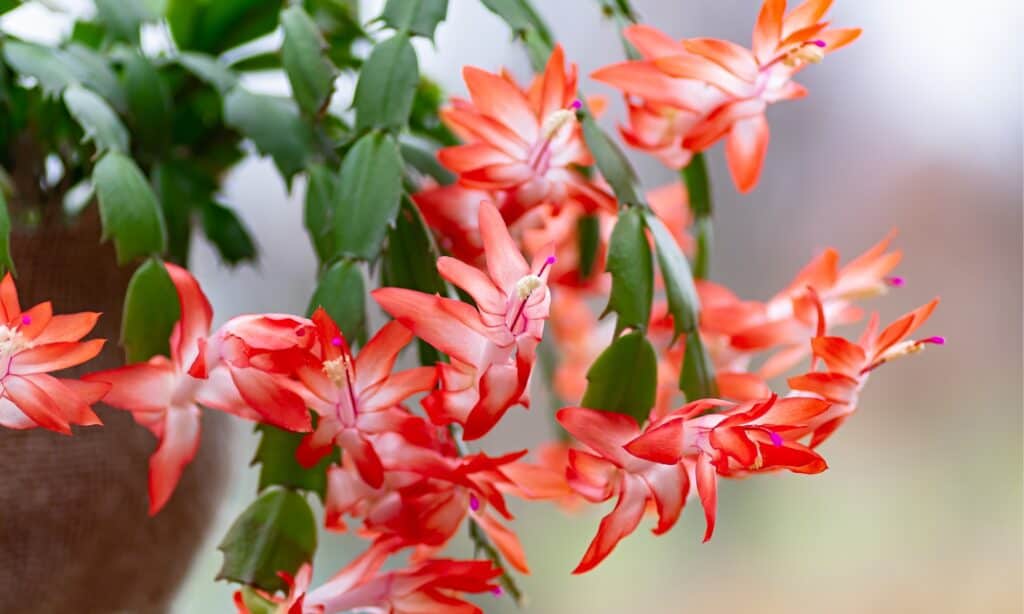 closeup thanksgiving cactus flowers