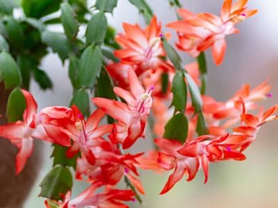 A Christmas Cactus vs Thanksgiving Cactus: Is There a Difference?