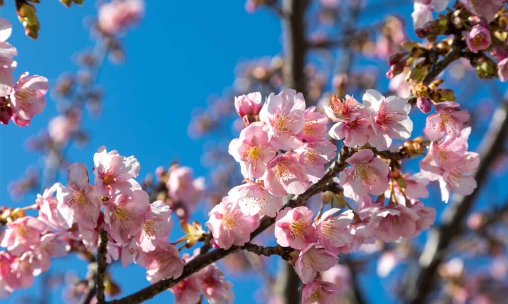 cherry blossom branch