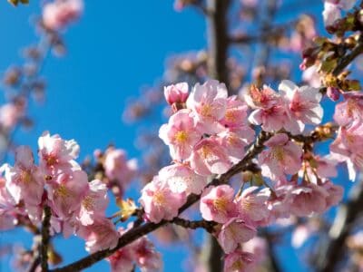 A The Top 10 Best States to See Cherry Blossoms Bloom This Spring