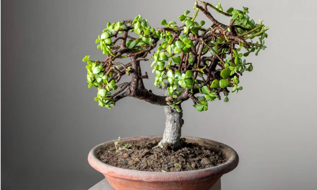 Jade Bonsai Tree