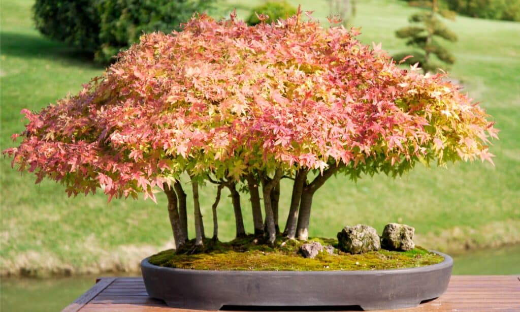maple bonsai changing color