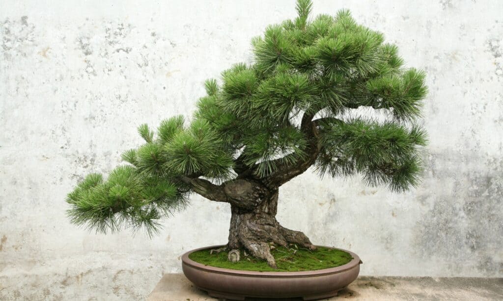 Bonsai Styles