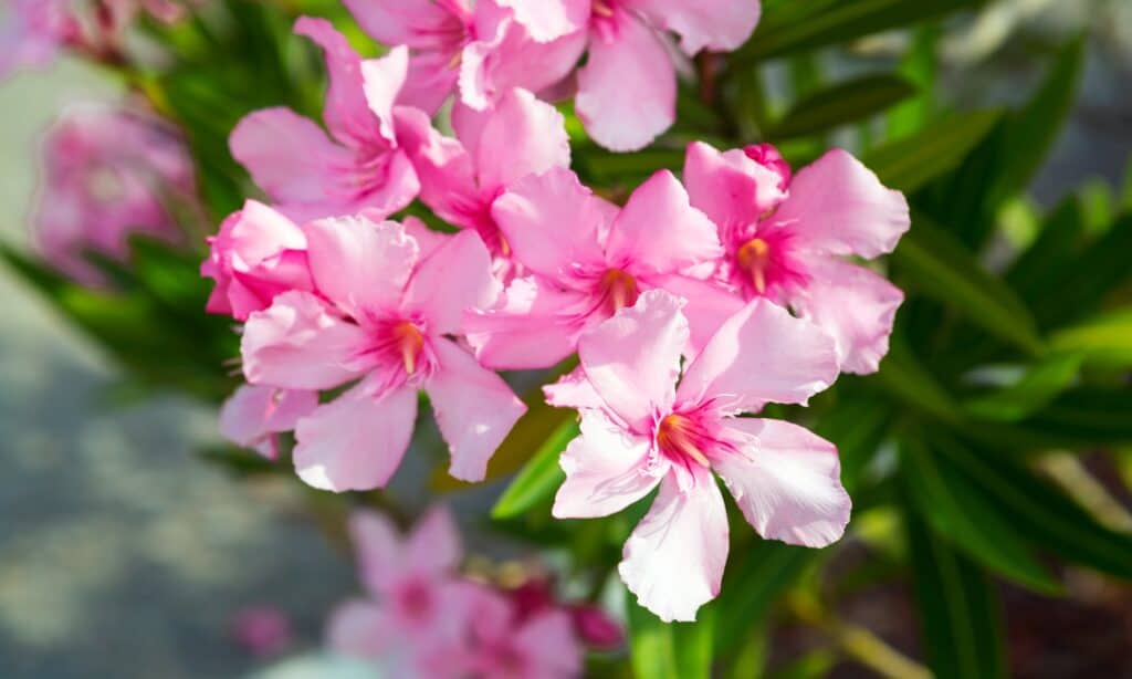 Vibrant Oleander flowers in full bloom, known for their toxic properties.