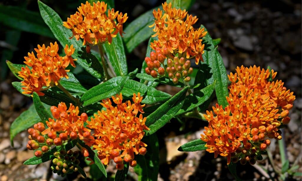 butterfly weed plant