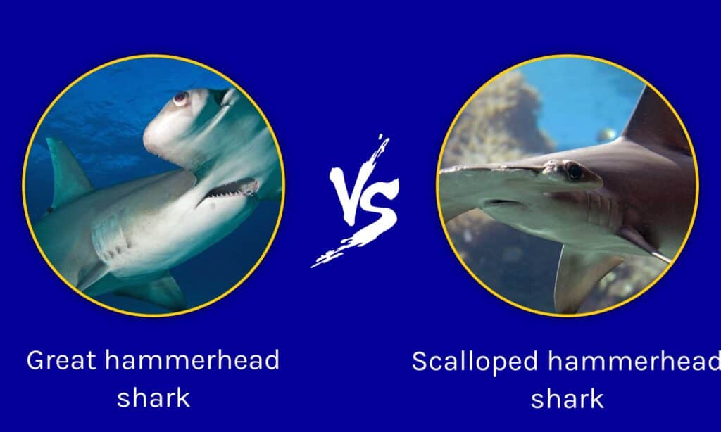 Great hammerhead shark vs Scalloped hammerhead shark