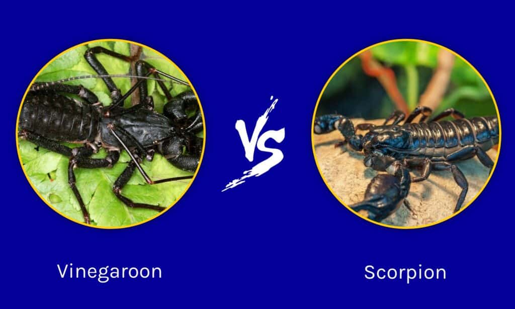 Vinegaroon vs Scorpion