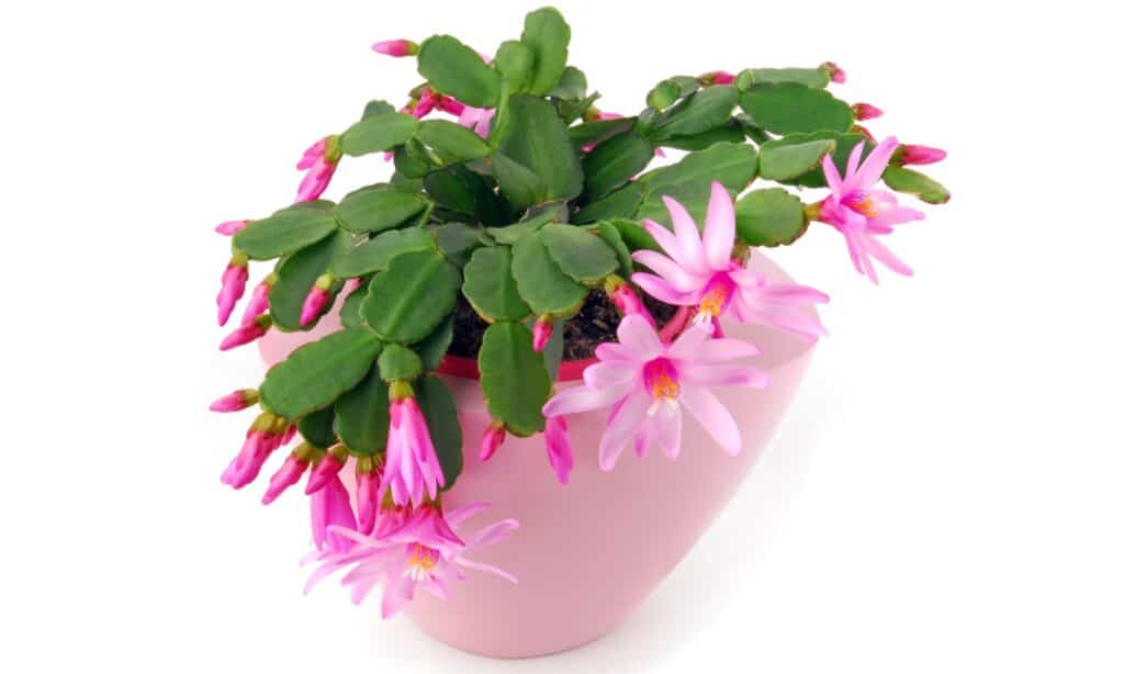 isolated Easter cactus