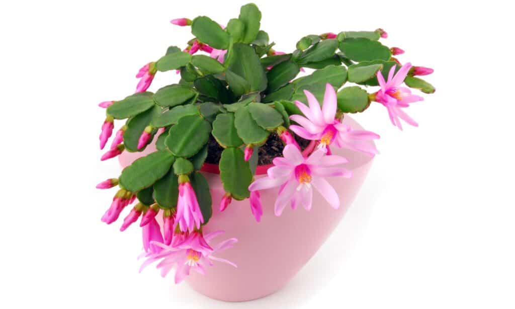 Easter Cactus vs Christmas Cactus