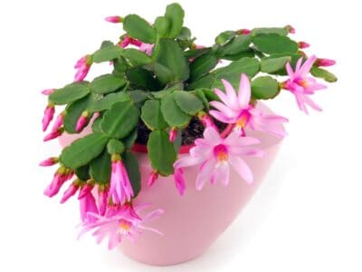 A Easter Cactus vs Christmas Cactus: Is There a Difference?