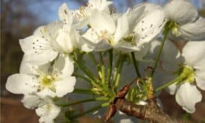 Callery Pear vs Bradford Pear: Is There a Difference? Picture
