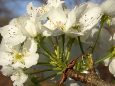 A Callery Pear vs Bradford Pear: Is There a Difference?