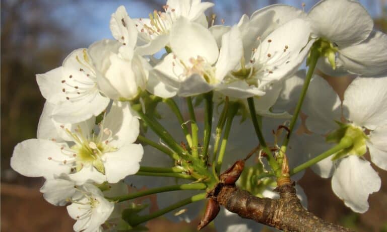 callery pear blossom