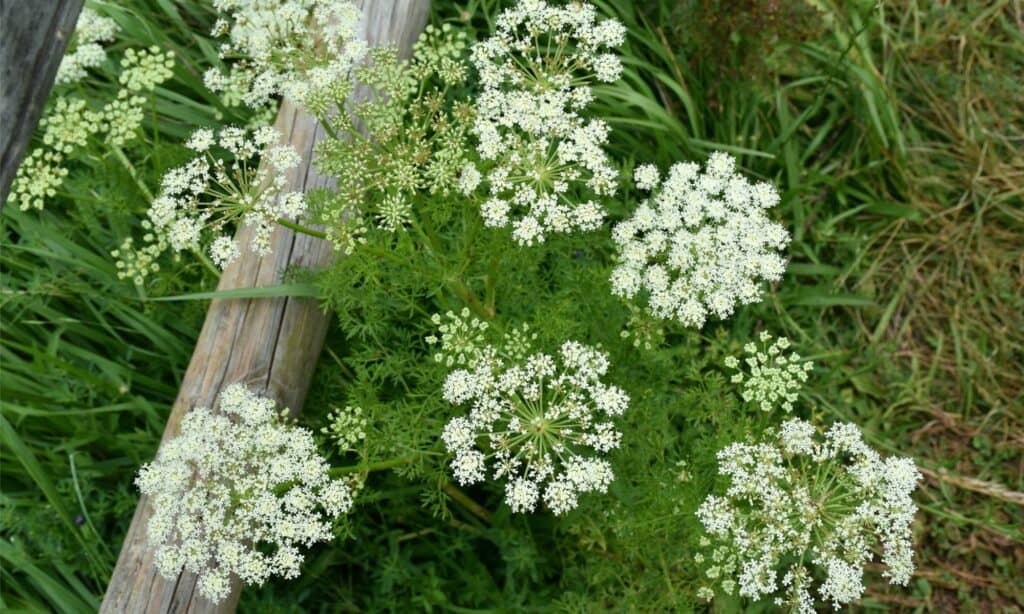 caraway plant growing