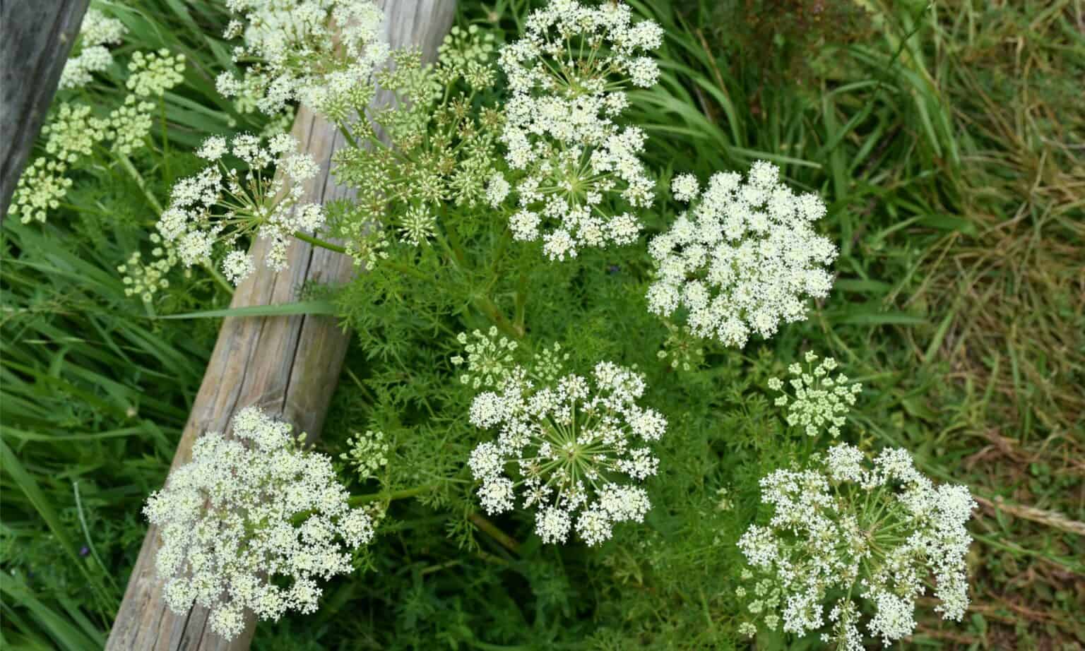 Caraway vs Fennel: 5 Key Differences - Wiki Point