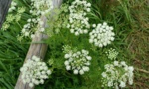 Caraway vs Fennel: 5 Key Differences Picture
