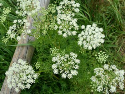 A Caraway vs Fennel: 5 Key Differences
