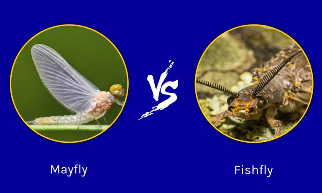 Mayfly vs Fishfly
