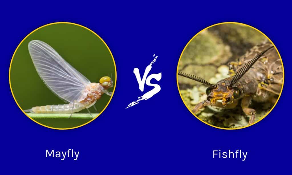 Fishfly vs Mayfly 5 Differences Explained AZ Animals