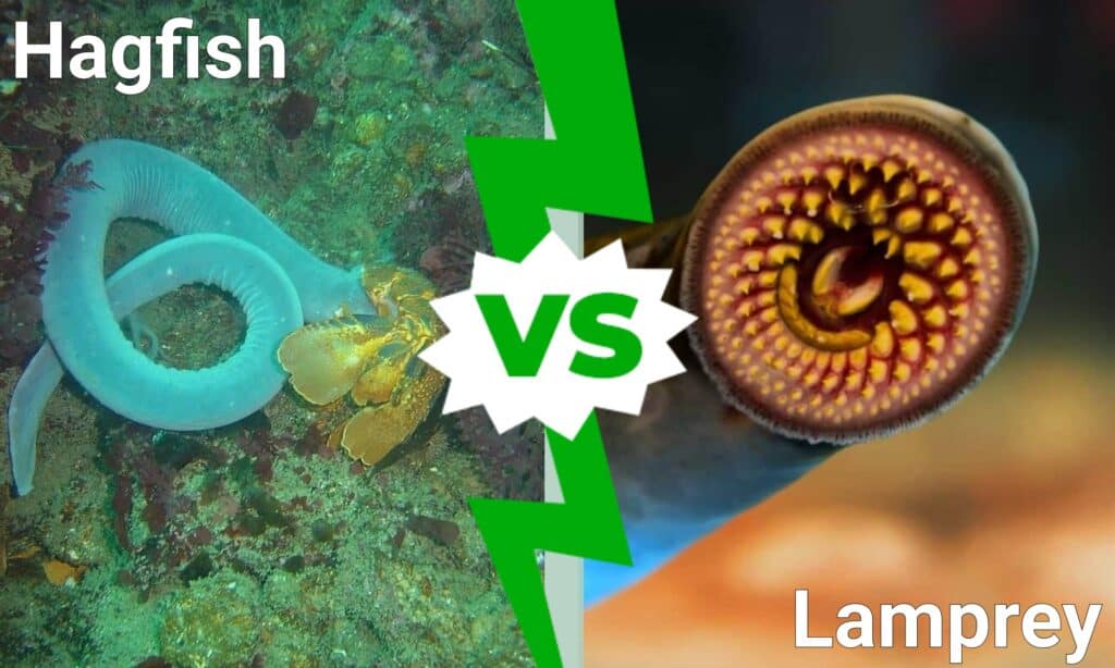 Hagfish vs Lamprey