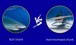 Bull Shark vs Hammerhead Shark: Key Differences Picture