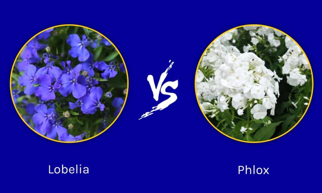 Lobelia vs Phlox