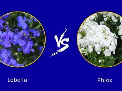 A Lobelia vs Phlox: What Are Their Differences?