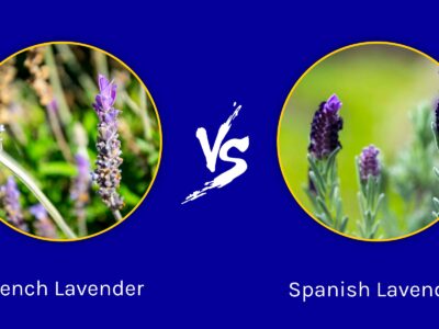 A French Lavender vs Spanish Lavender: What Are The Differences?