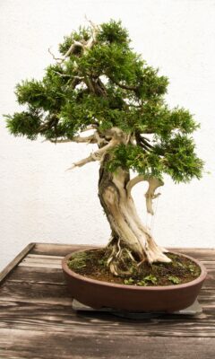 The 12 Best Outdoor Bonsai Trees To Cultivate Now - A-Z Animals