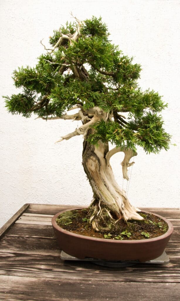 types of bonsai trees 
