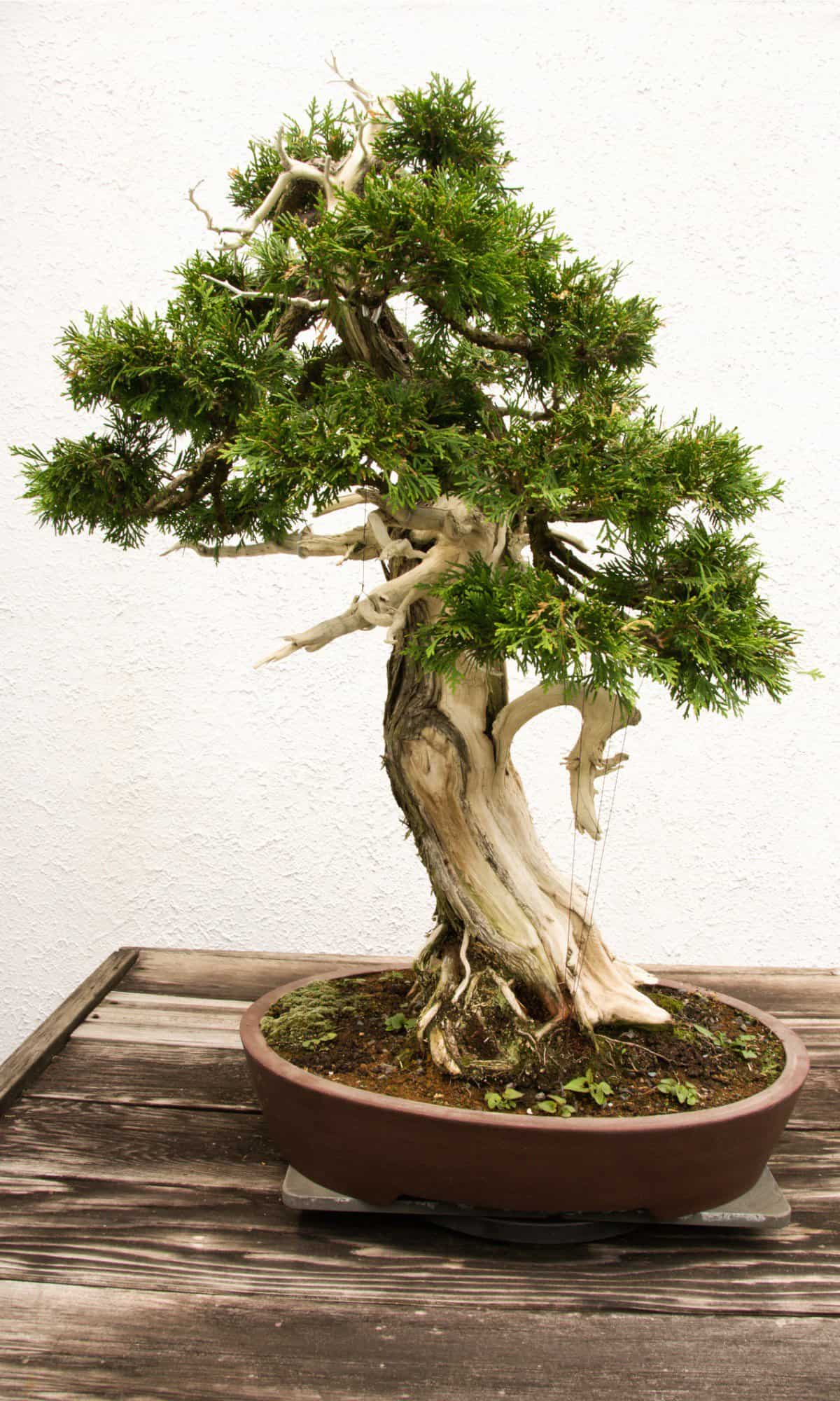 Discover The 20+ Different Types of Bonsai Trees AZ Animals