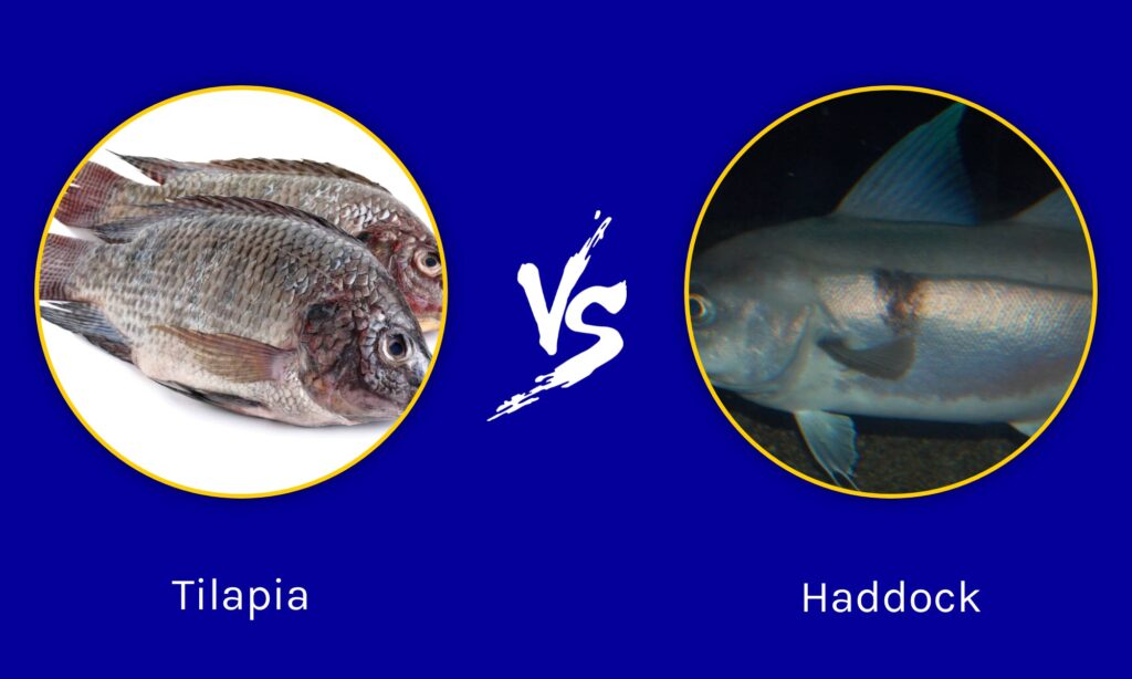 Tilapia vs Haddock