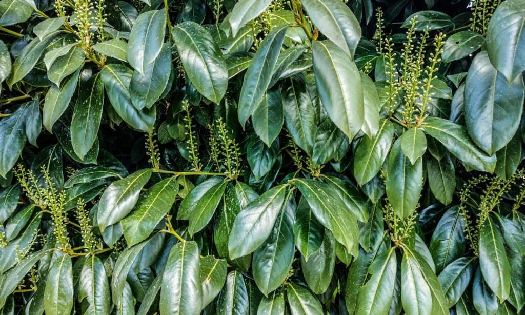 closeup skip laurel leaves