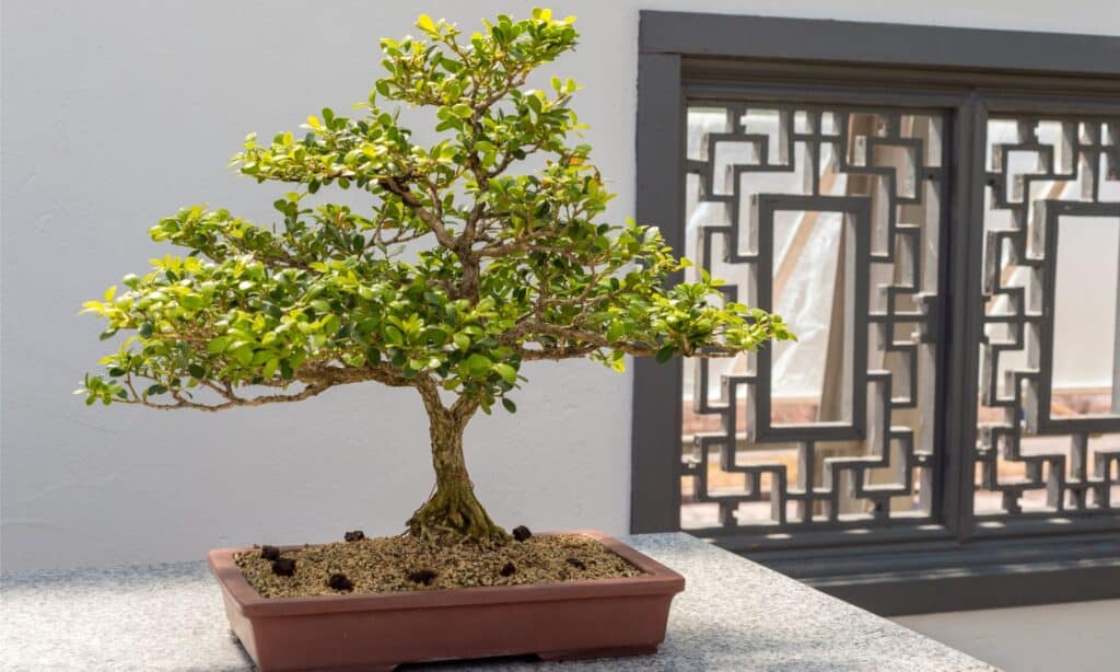 best indoor bonsai trees