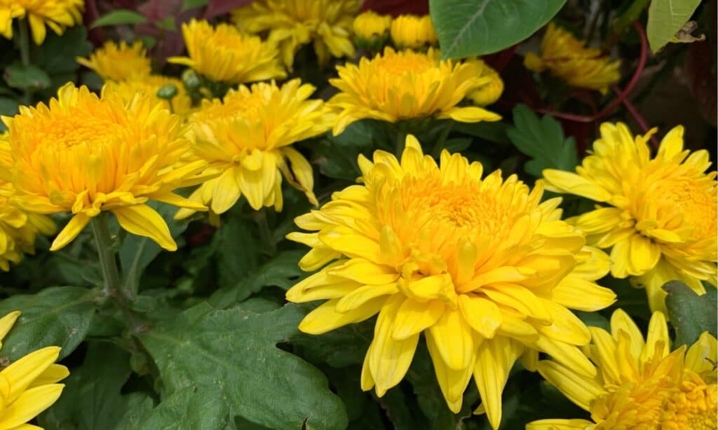 The 18 Best Perennial Mums That Come Back Every Year AZ Animals