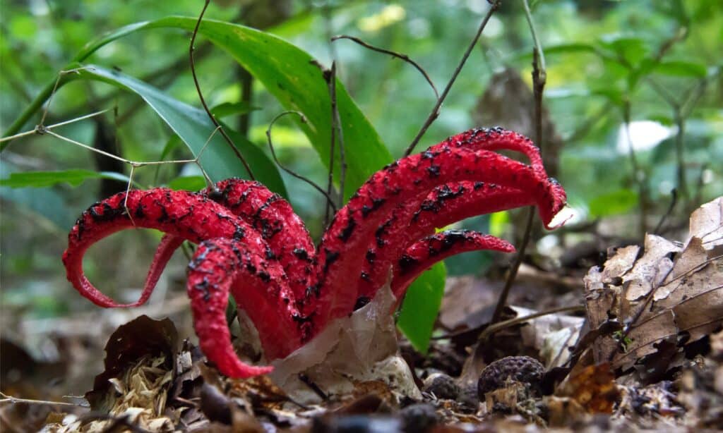 octopus stinkhorn in wild