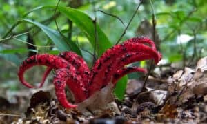 Stinkhorn Fungi: Different Types and Why They Stink photo